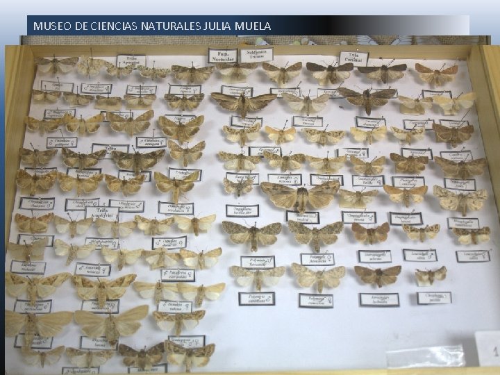 MUSEO DE CIENCIAS NATURALES JULIA MUELA En lo que respecta a los artrópodos destaca