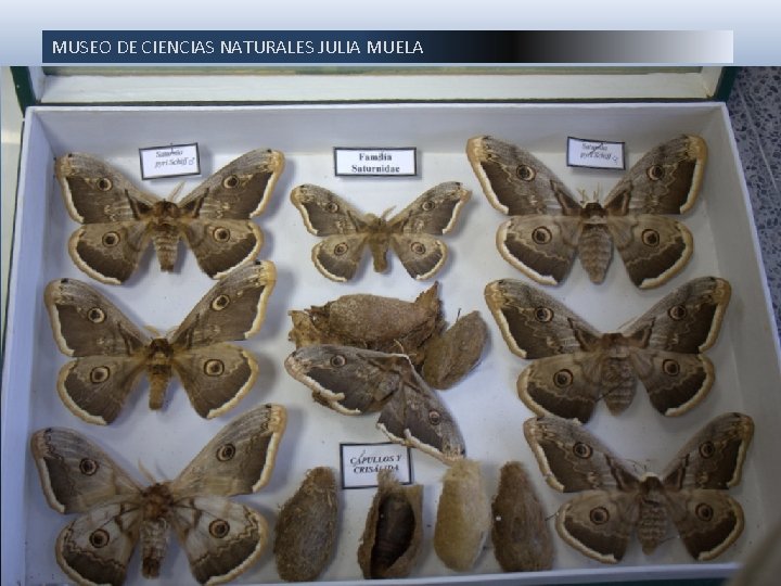 MUSEO DE CIENCIAS NATURALES JULIA MUELA En esta colección también se incluyen cajas con