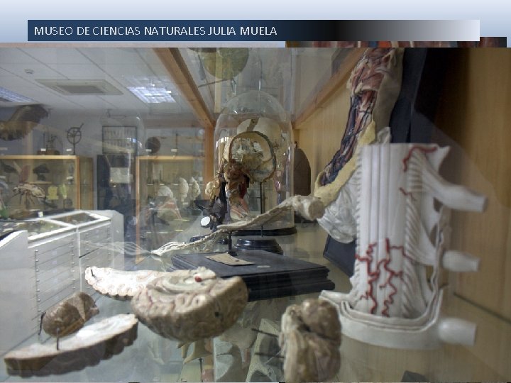 MUSEO DE CIENCIAS NATURALES JULIA MUELA Diversos modelos de anatomía humana entre los cuales