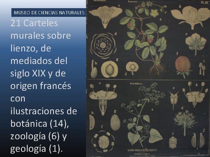 MUSEO DE CIENCIAS NATURALES JULIA MUELA 21 Carteles murales sobre lienzo, de mediados del