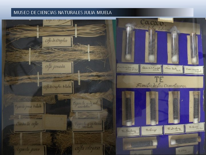 MUSEO DE CIENCIAS NATURALES JULIA MUELA 