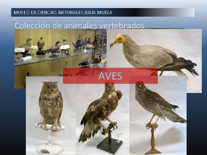 MUSEO DE CIENCIAS NATURALES JULIA MUELA Colección de animales vertebrados AVES 