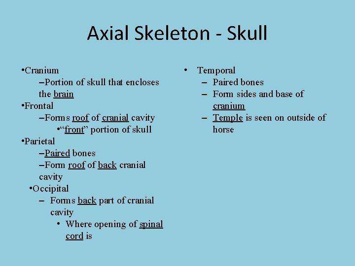 Axial Skeleton - Skull • Cranium –Portion of skull that encloses the brain •