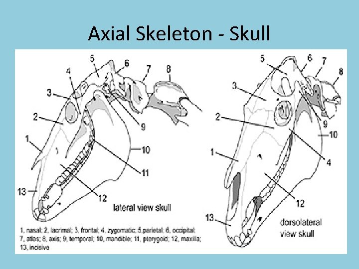 Axial Skeleton - Skull 