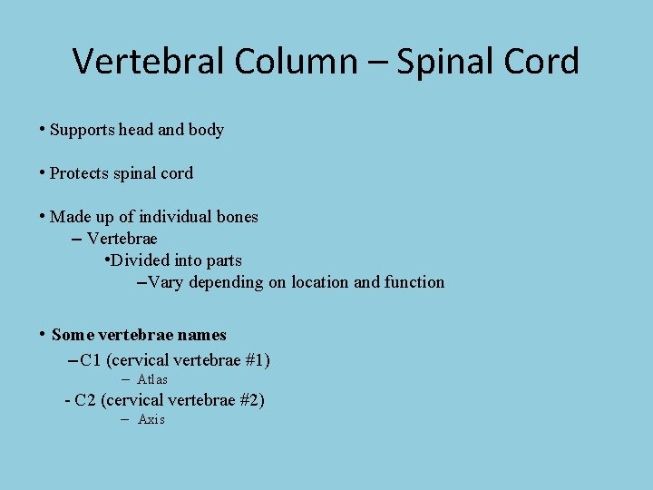 Vertebral Column – Spinal Cord • Supports head and body • Protects spinal cord