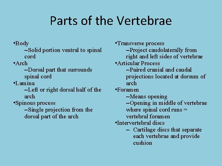 Parts of the Vertebrae • Body –Solid portion ventral to spinal cord • Arch