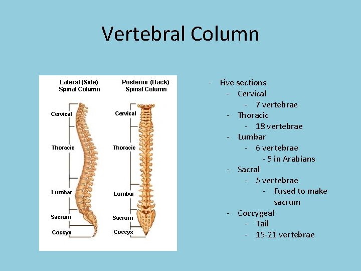 Vertebral Column - Five sections - Cervical - 7 vertebrae - Thoracic - 18