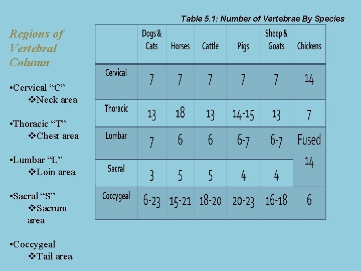Table 5. 1: Number of Vertebrae By Species Regions of Vertebral Column • Cervical