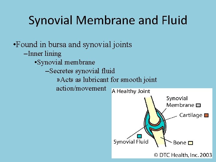 Synovial Membrane and Fluid • Found in bursa and synovial joints –Inner lining •