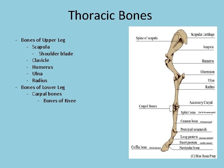 Thoracic Bones - Bones of Upper Leg - Scapula - Shoulder blade - Clavicle
