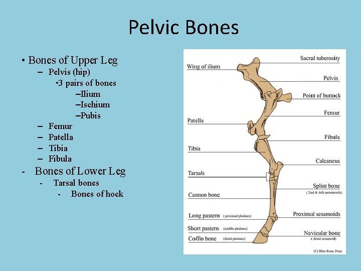 Pelvic Bones • Bones of Upper Leg – Pelvis (hip) • 3 pairs of
