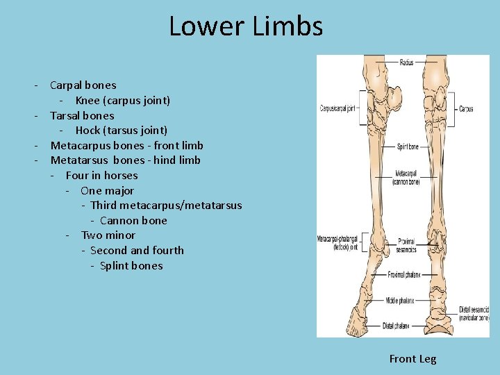 Lower Limbs - Carpal bones - Knee (carpus joint) - Tarsal bones - Hock