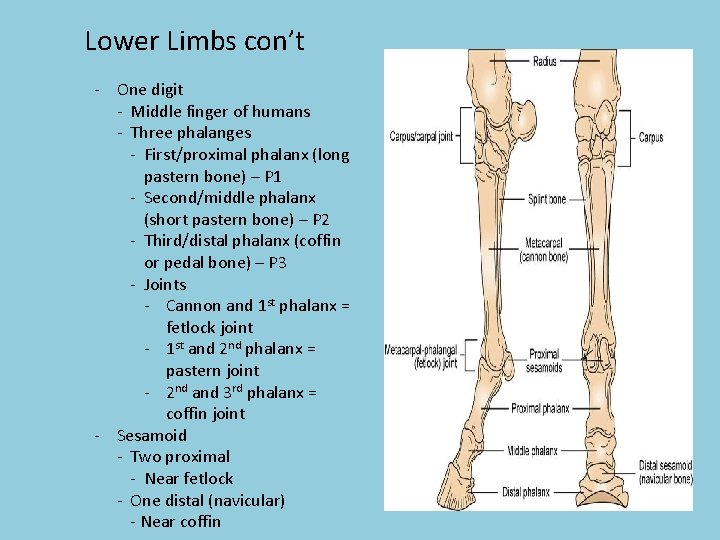 Lower Limbs con’t - One digit - Middle finger of humans - Three phalanges