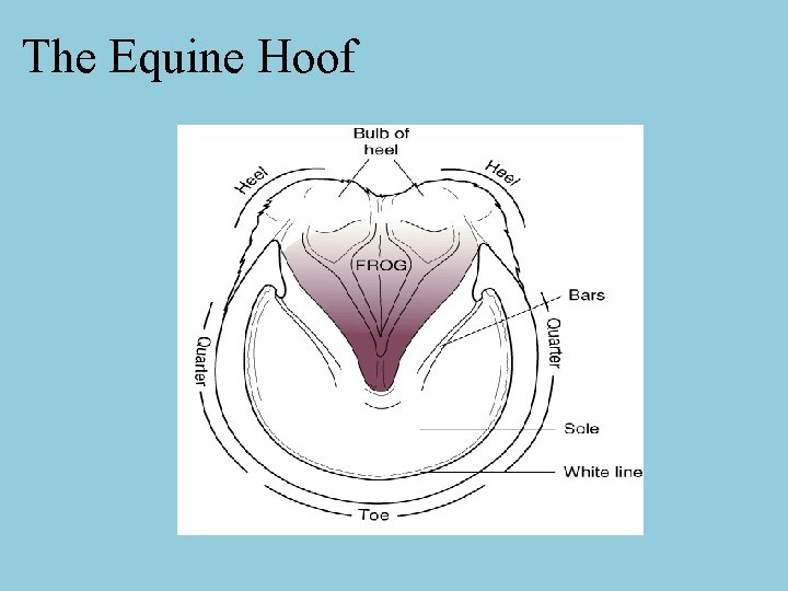 The Equine Hoof 