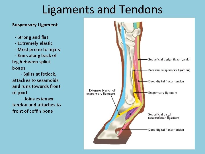 Ligaments and Tendons Suspensory Ligament - Strong and flat - Extremely elastic - Most