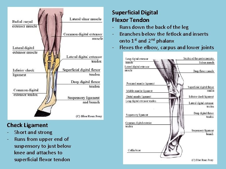 Superficial Digital Flexor Tendon - Runs down the back of the leg - Branches