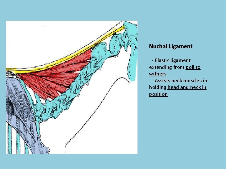 Nuchal Ligament - Elastic ligament extending from poll to withers - Assists neck muscles