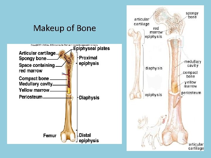 Makeup of Bone 