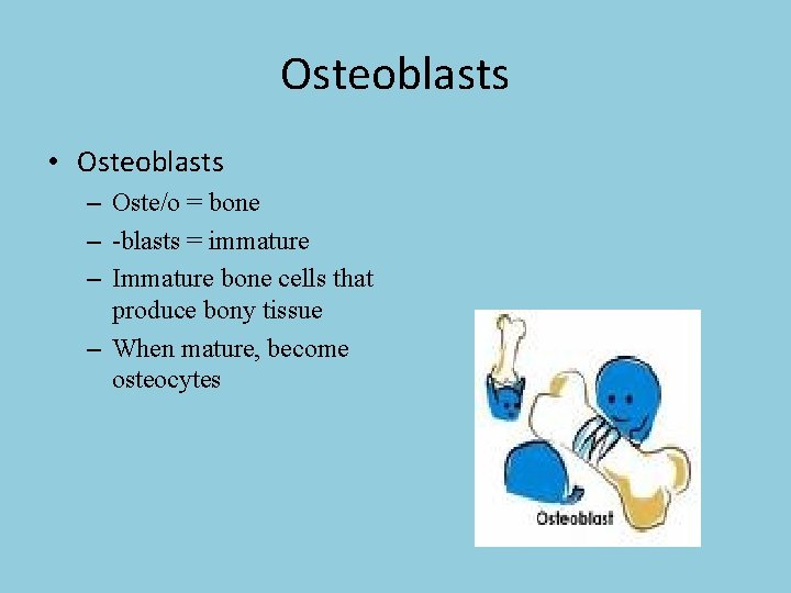 Osteoblasts • Osteoblasts – Oste/o = bone – -blasts = immature – Immature bone