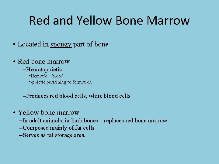 Red and Yellow Bone Marrow • Located in spongy part of bone • Red