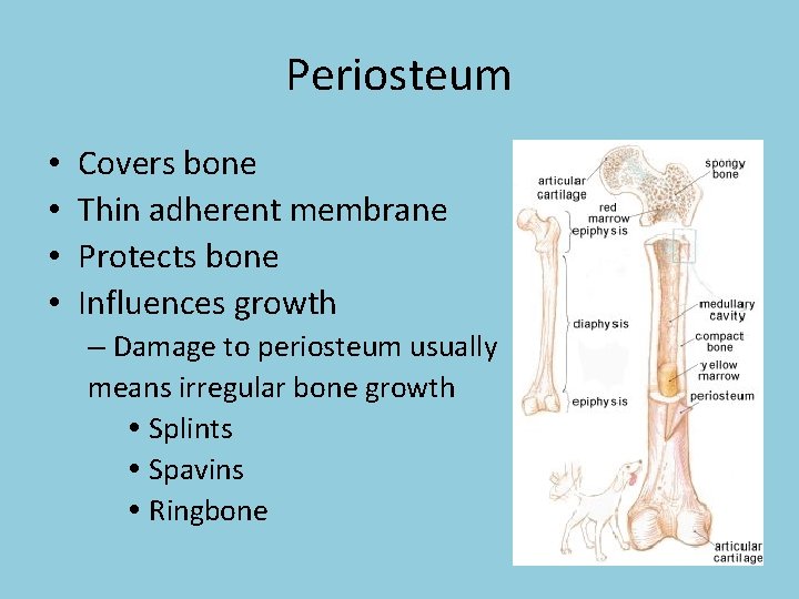 Periosteum • • Covers bone Thin adherent membrane Protects bone Influences growth – Damage