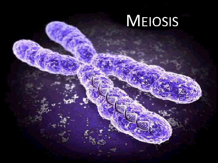 MEIOSIS 