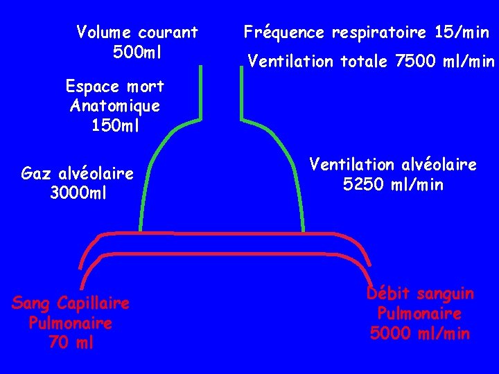 Volume courant 500 ml Fréquence respiratoire 15/min Ventilation totale 7500 ml/min Espace mort Anatomique