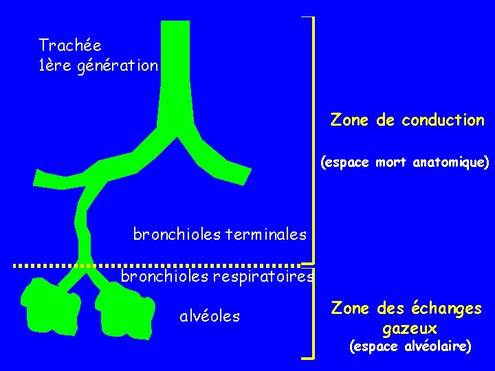 Trachée 1ère génération Zone de conduction (espace mort anatomique) bronchioles terminales bronchioles respiratoires alvéoles