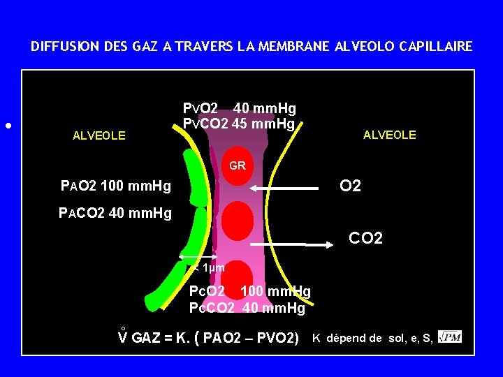 DIFFUSION DES GAZ A TRAVERS LA MEMBRANE ALVEOLO CAPILLAIRE • ALVEOLE PVO 2 40