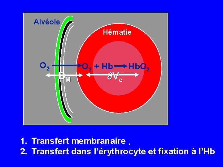 Alvéole Hématie O 2 DM O 2 + Hb ∂V c Hb. O 2