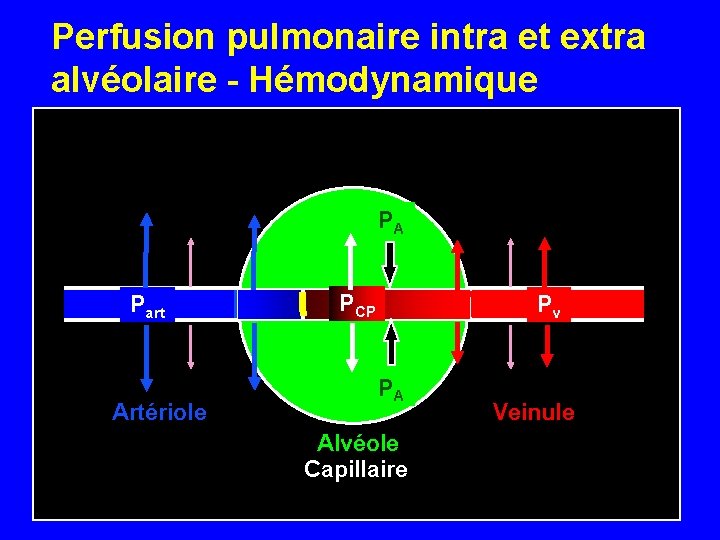 Perfusion pulmonaire intra et extra alvéolaire - Hémodynamique PA Part Artériole PCP Pv PA