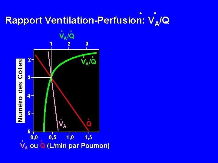 Rapport Ventilation-Perfusion: VA/Q 1 VA/Q 2 2 3 VA/Q 3 4 5 6 0,