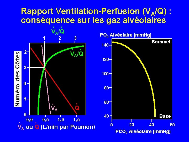 Rapport Ventilation-Perfusion (VA/Q) : conséquence sur les gaz alvéolaires 1 VA/Q 2 3 PO
