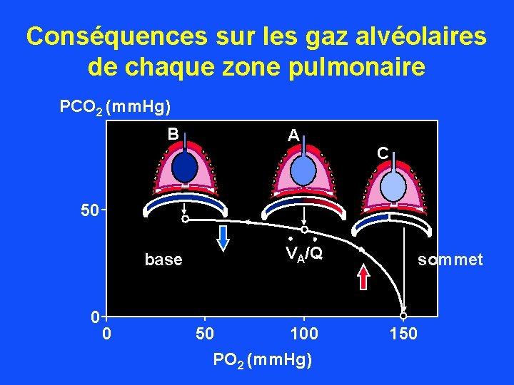 Conséquences sur les gaz alvéolaires de chaque zone pulmonaire PCO 2 (mm. Hg) B