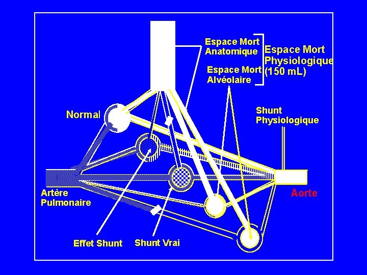 Espace Mort Anatomique Espace Mort Physiologique Espace Mort (150 m. L) Alvéolaire Shunt Physiologique