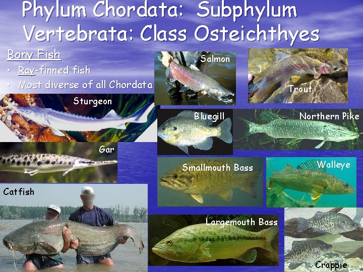 Phylum Chordata: Subphylum Vertebrata: Class Osteichthyes Bony Fish • Ray-finned fish • Most diverse