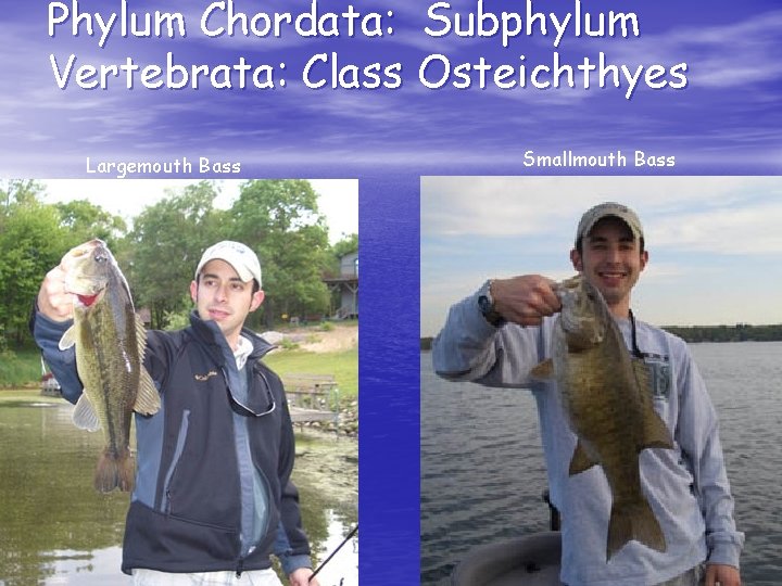 Phylum Chordata: Subphylum Vertebrata: Class Osteichthyes Largemouth Bass Smallmouth Bass 