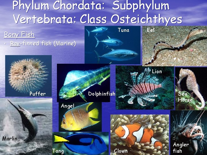 Phylum Chordata: Subphylum Vertebrata: Class Osteichthyes Tuna Bony Fish Eel • Ray-finned fish (Marine) Phylum Chordata: Subphylum Vertebrata: Class Osteichthyes Tuna Bony Fish Eel • Ray-finned fish (Marine)