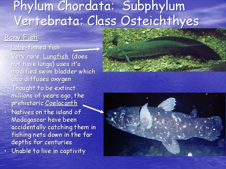 Phylum Chordata: Subphylum Vertebrata: Class Osteichthyes Bony Fish • Lobe-finned fish • Very rare, Phylum Chordata: Subphylum Vertebrata: Class Osteichthyes Bony Fish • Lobe-finned fish • Very rare,