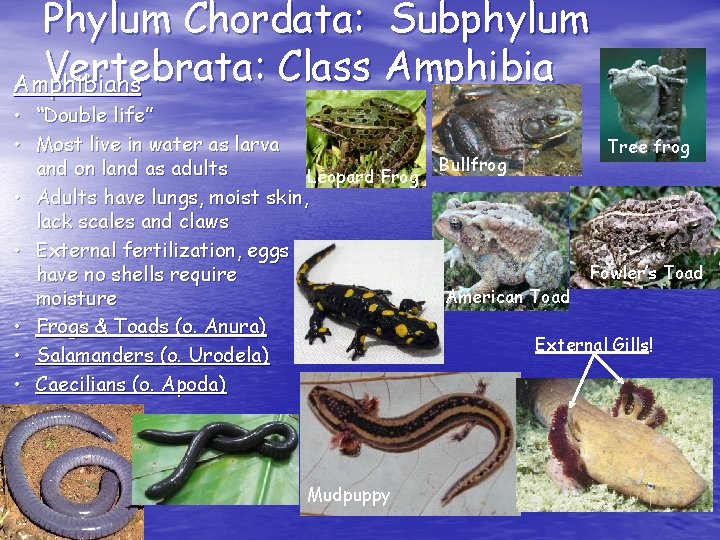 Phylum Chordata: Subphylum Vertebrata: Class Amphibians • “Double life” • Most live in water Phylum Chordata: Subphylum Vertebrata: Class Amphibians • “Double life” • Most live in water