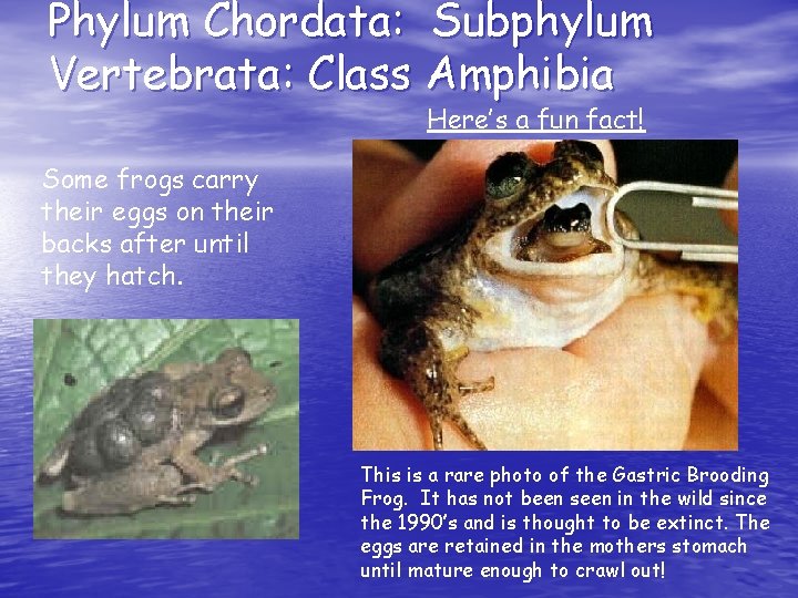 Phylum Chordata: Subphylum Vertebrata: Class Amphibia Here’s a fun fact! Some frogs carry their