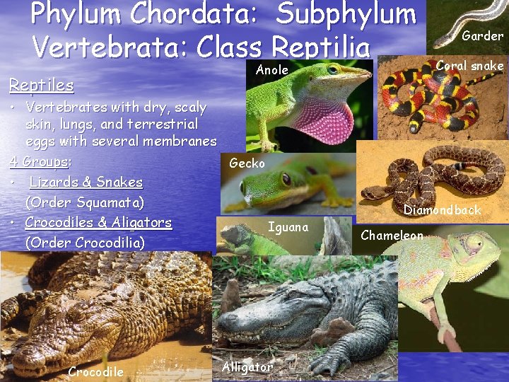 Phylum Chordata: Subphylum Vertebrata: Class Reptilia Reptiles Anole • Vertebrates with dry, scaly skin, Phylum Chordata: Subphylum Vertebrata: Class Reptilia Reptiles Anole • Vertebrates with dry, scaly skin,