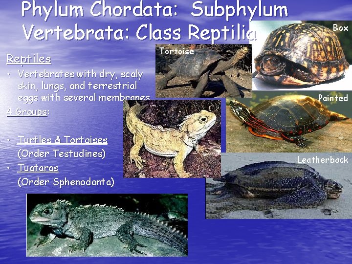 Phylum Chordata: Subphylum Vertebrata: Class Reptilia Reptiles • Vertebrates with dry, scaly skin, lungs,