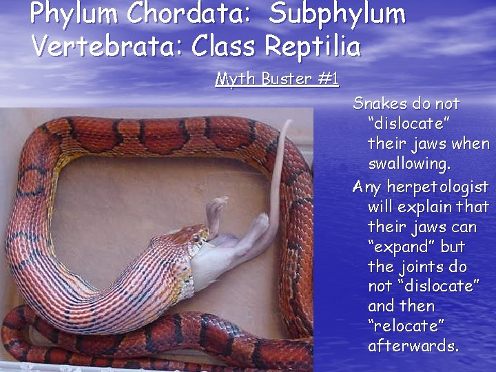 Phylum Chordata: Subphylum Vertebrata: Class Reptilia Myth Buster #1 Snakes do not “dislocate” their