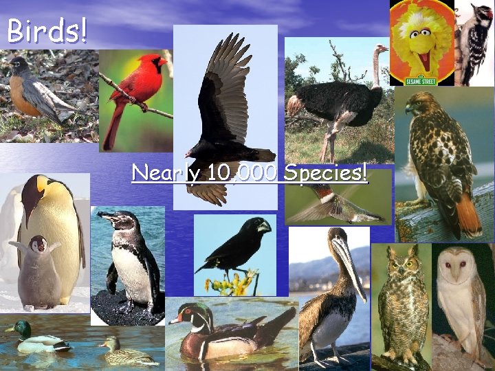 Birds! Nearly 10, 000 Species! Birds! Nearly 10, 000 Species!