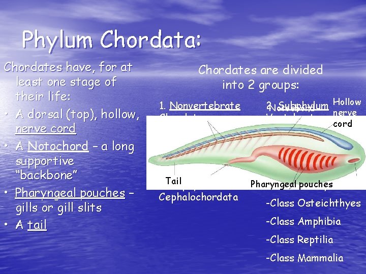 Phylum Chordata: Chordates have, for at least one stage of their life: • A