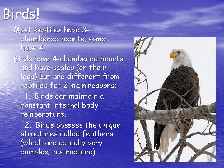 Birds! Most Reptiles have 3 chambered hearts, some have 4. Birds have 4 -chambered Birds! Most Reptiles have 3 chambered hearts, some have 4. Birds have 4 -chambered