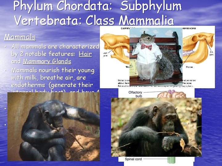 Phylum Chordata: Subphylum Vertebrata: Class Mammalia Mammals • All mammals are characterized by 2 Phylum Chordata: Subphylum Vertebrata: Class Mammalia Mammals • All mammals are characterized by 2