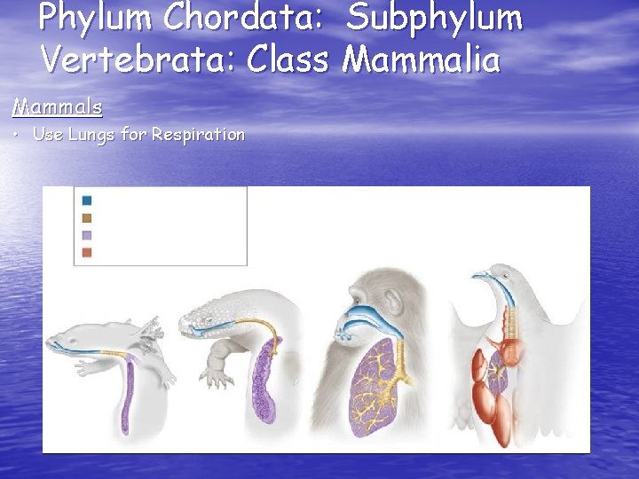 Phylum Chordata: Subphylum Vertebrata: Class Mammalia Mammals • Use Lungs for Respiration 