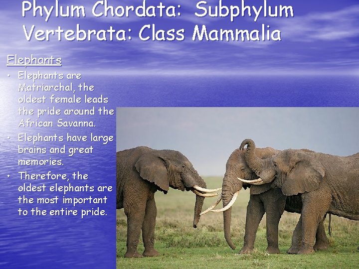 Phylum Chordata: Subphylum Vertebrata: Class Mammalia Elephants • Elephants are Matriarchal, the oldest female